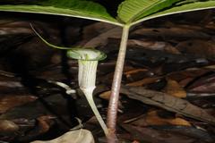 Arisaema leschenaultii